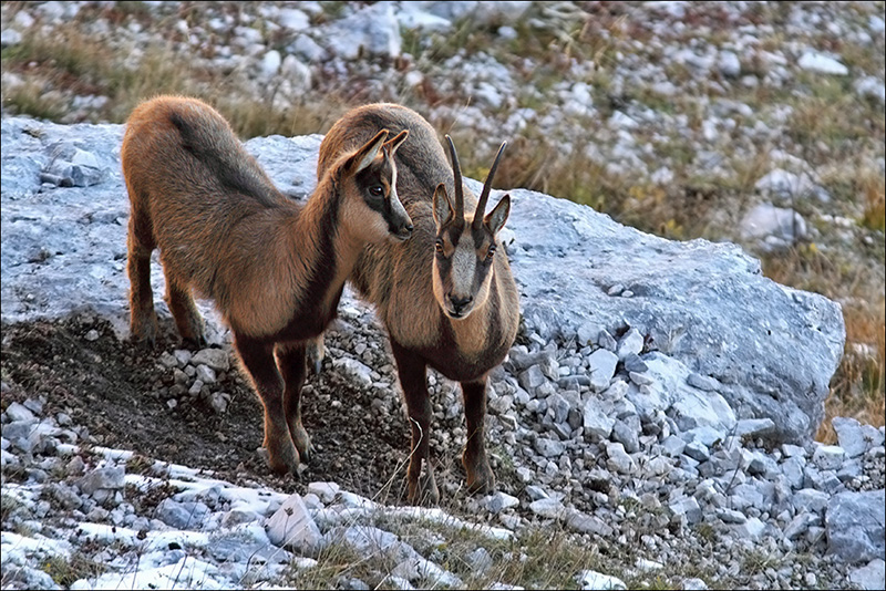 Camoscio d''Abruzzo Rupicapra pyrenaica ornata